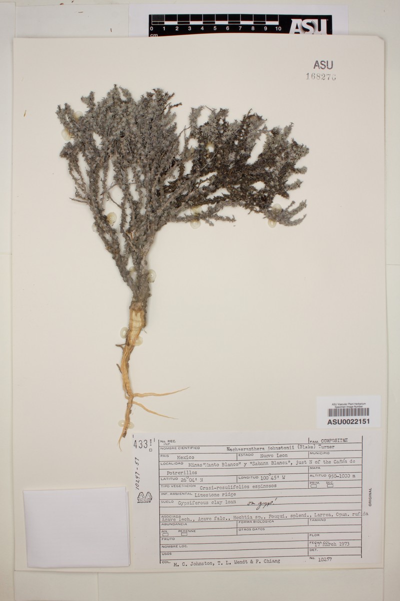 Xanthisma johnstonii photo 2
