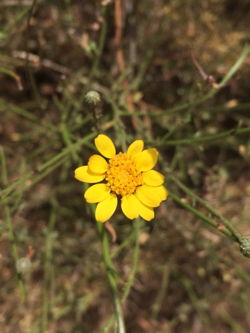 Rush Bristleweed