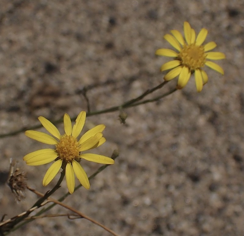 Rush Bristleweed photo 2