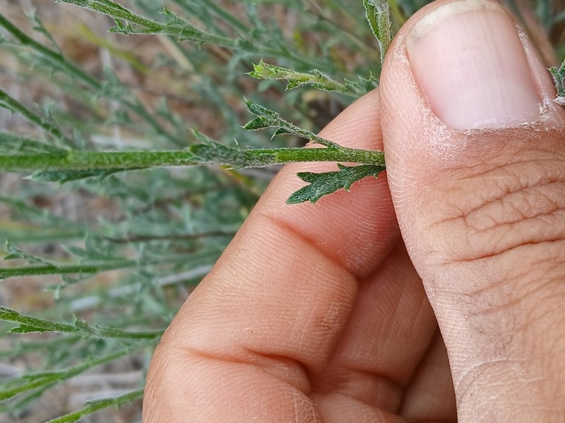 Rush Bristleweed photo 3