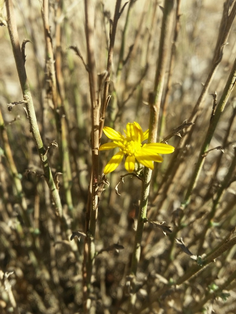 Rush Bristleweed photo 4