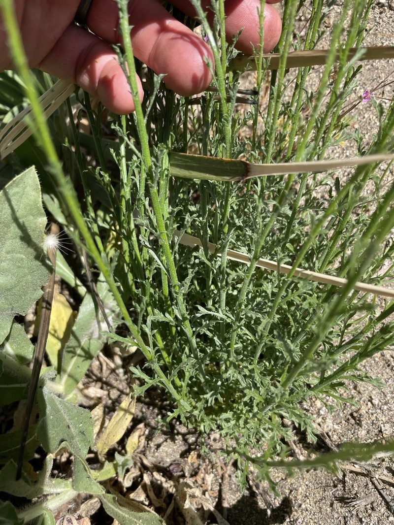 Rush Bristleweed photo 5