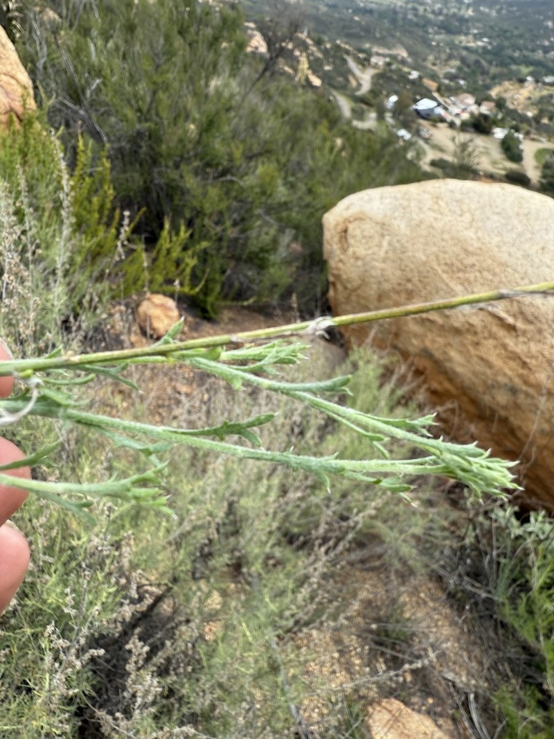 Rush Bristleweed photo 6