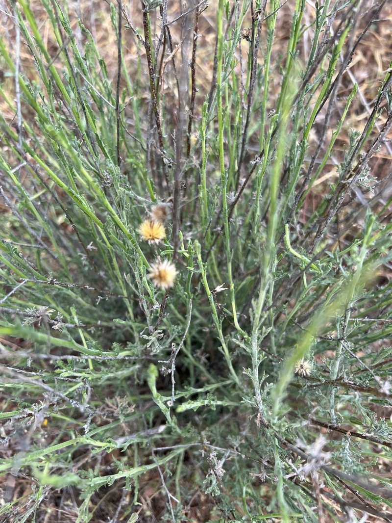 Rush Bristleweed photo 7