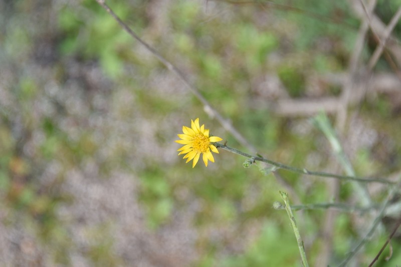 Rush Bristleweed photo 8