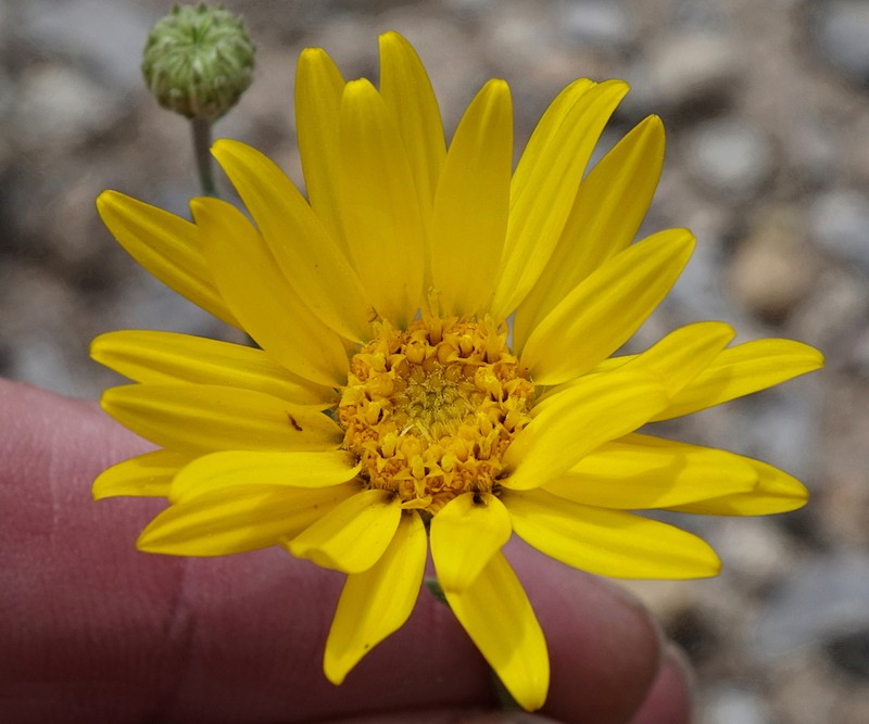 Xanthisma paradoxum