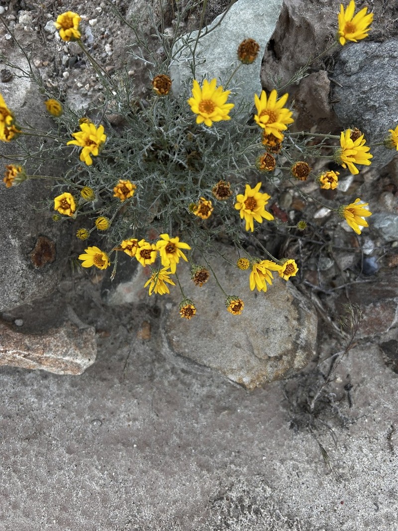 Xanthisma paradoxum photo 2