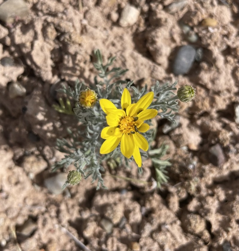 Xanthisma paradoxum photo 3