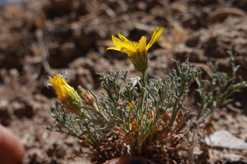 Xanthisma paradoxum photo 4