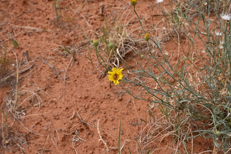 Xanthisma paradoxum photo 5