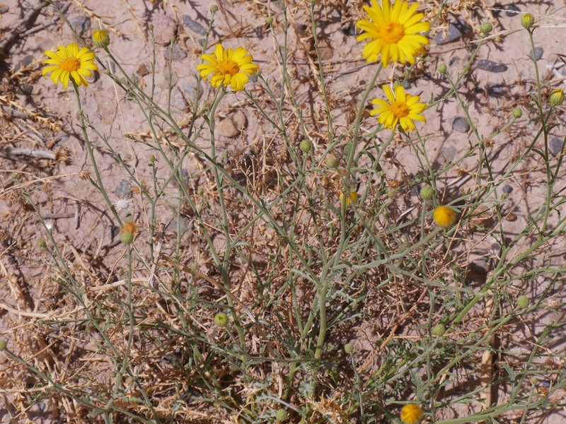 Xanthisma paradoxum photo 6
