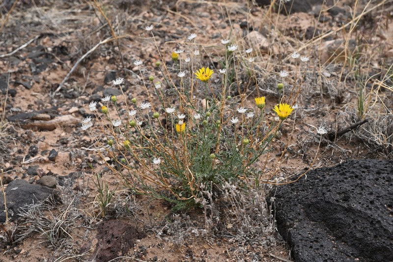 Xanthisma paradoxum photo 7