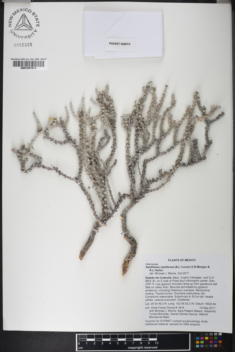 Xanthisma restiforme