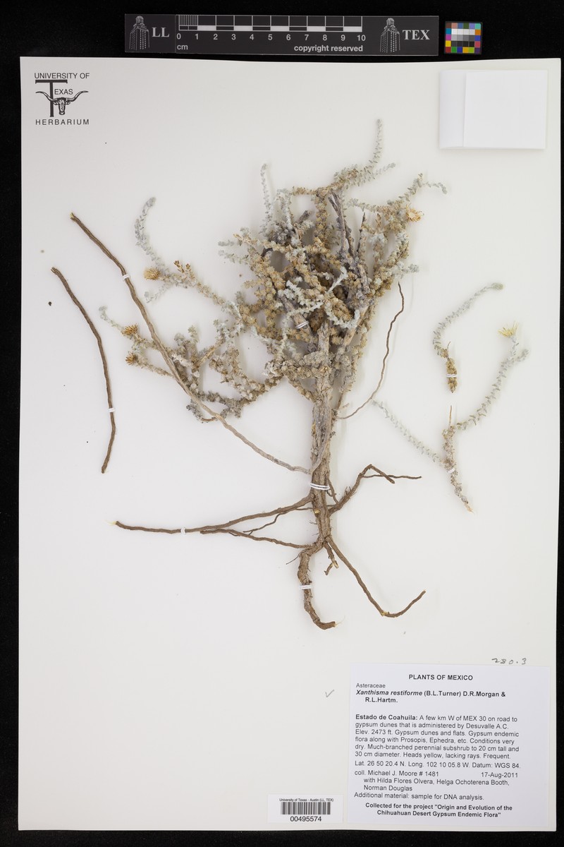 Xanthisma restiforme photo 2