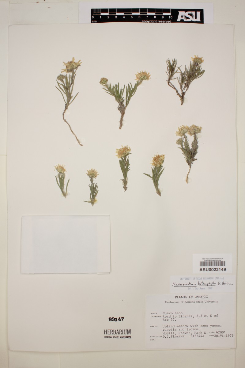Xanthisma rhizomatum