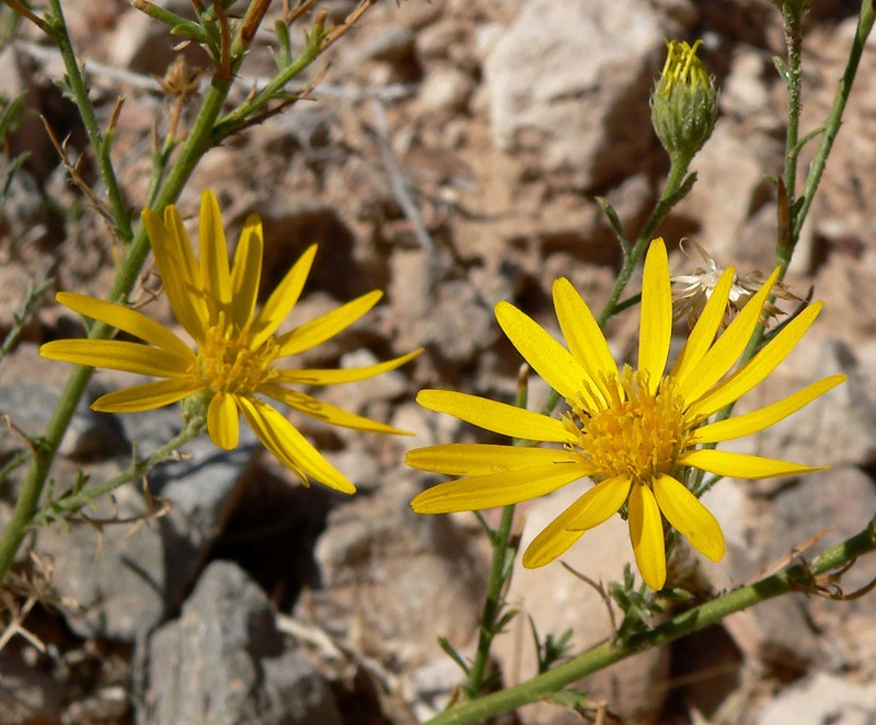 Xanthisma spinulosum