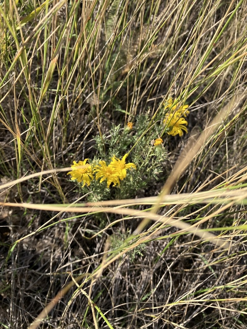 Xanthisma spinulosum photo 2
