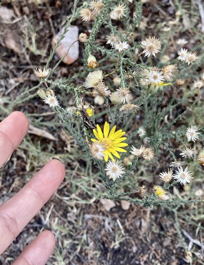 Xanthisma spinulosum photo 3