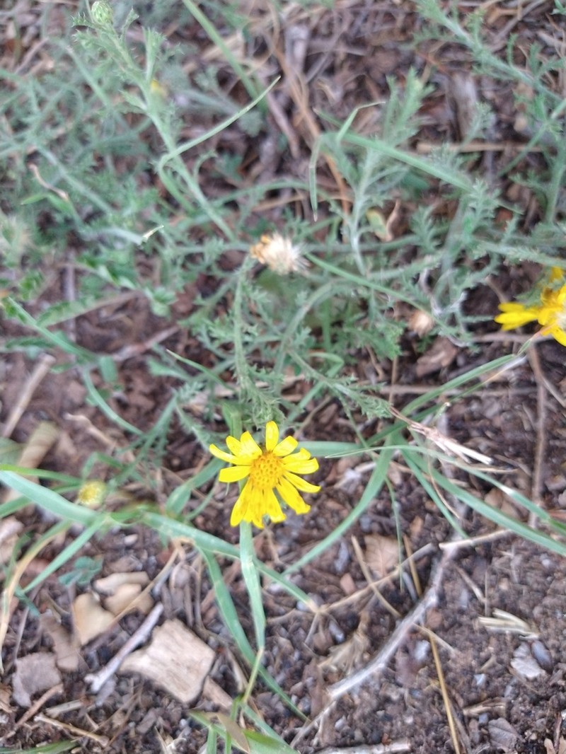 Xanthisma spinulosum photo 4