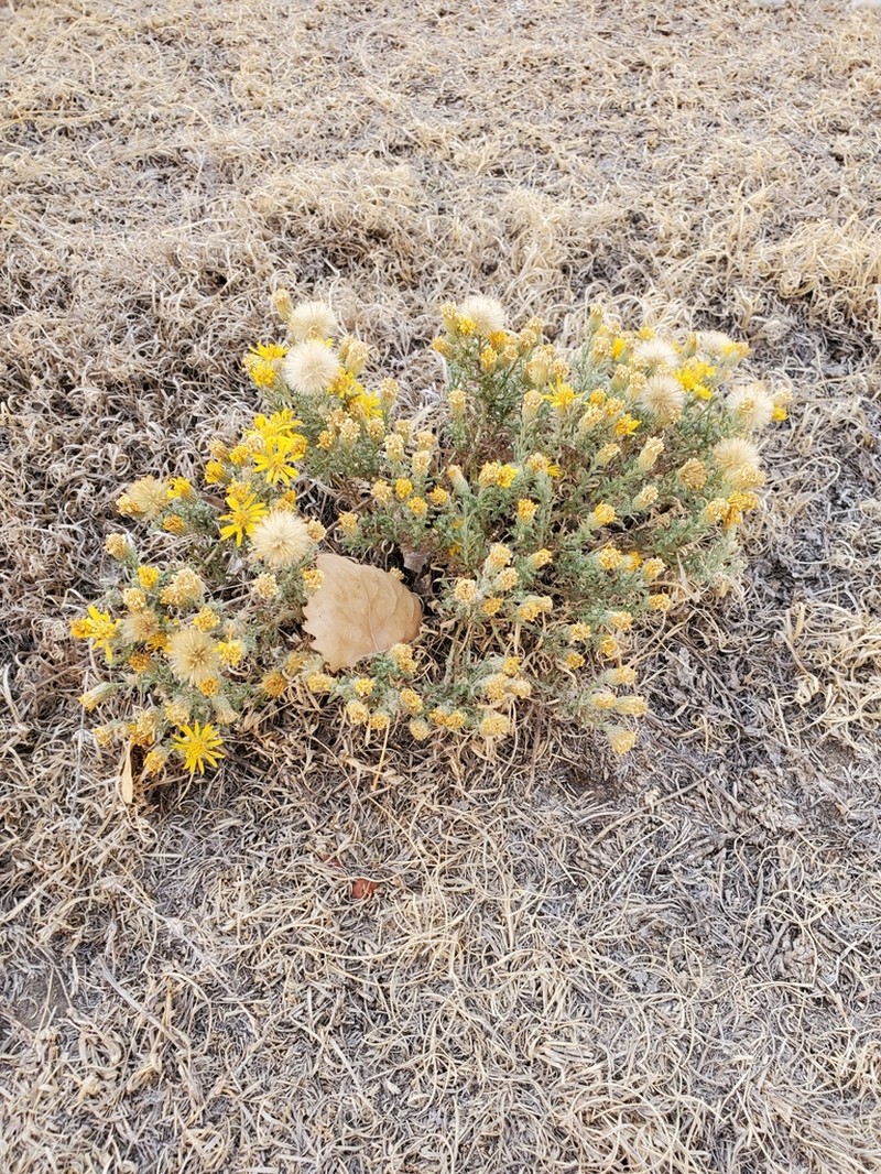 Xanthisma spinulosum photo 5