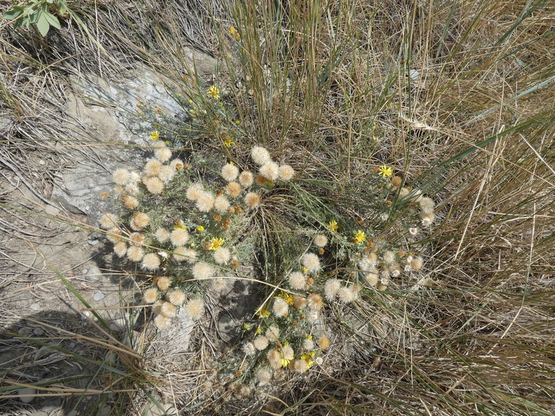 Xanthisma spinulosum photo 6