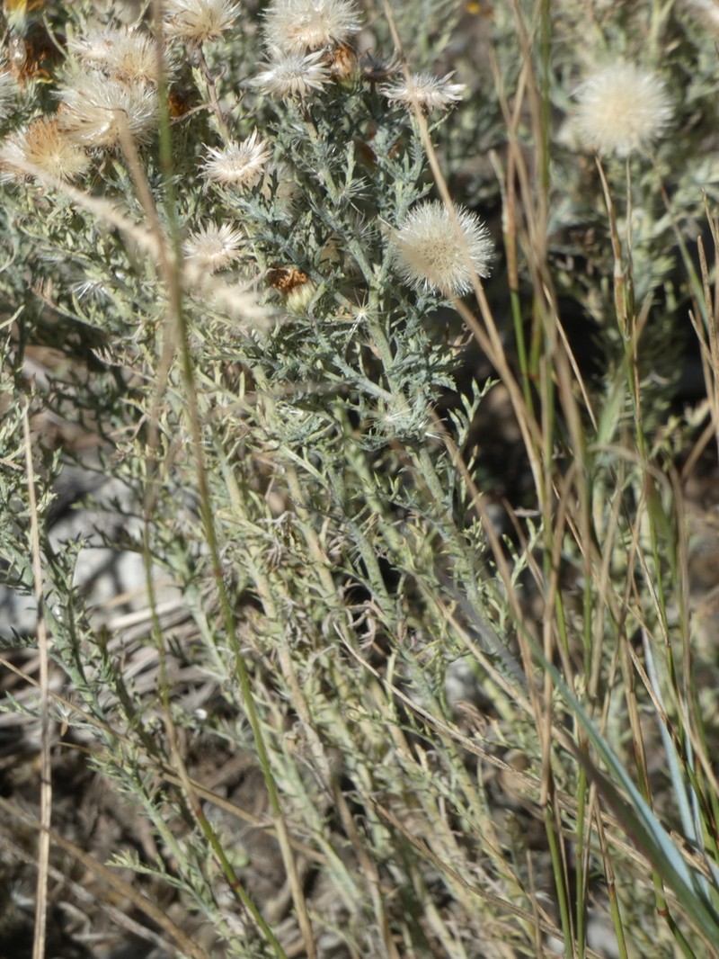 Xanthisma spinulosum photo 7
