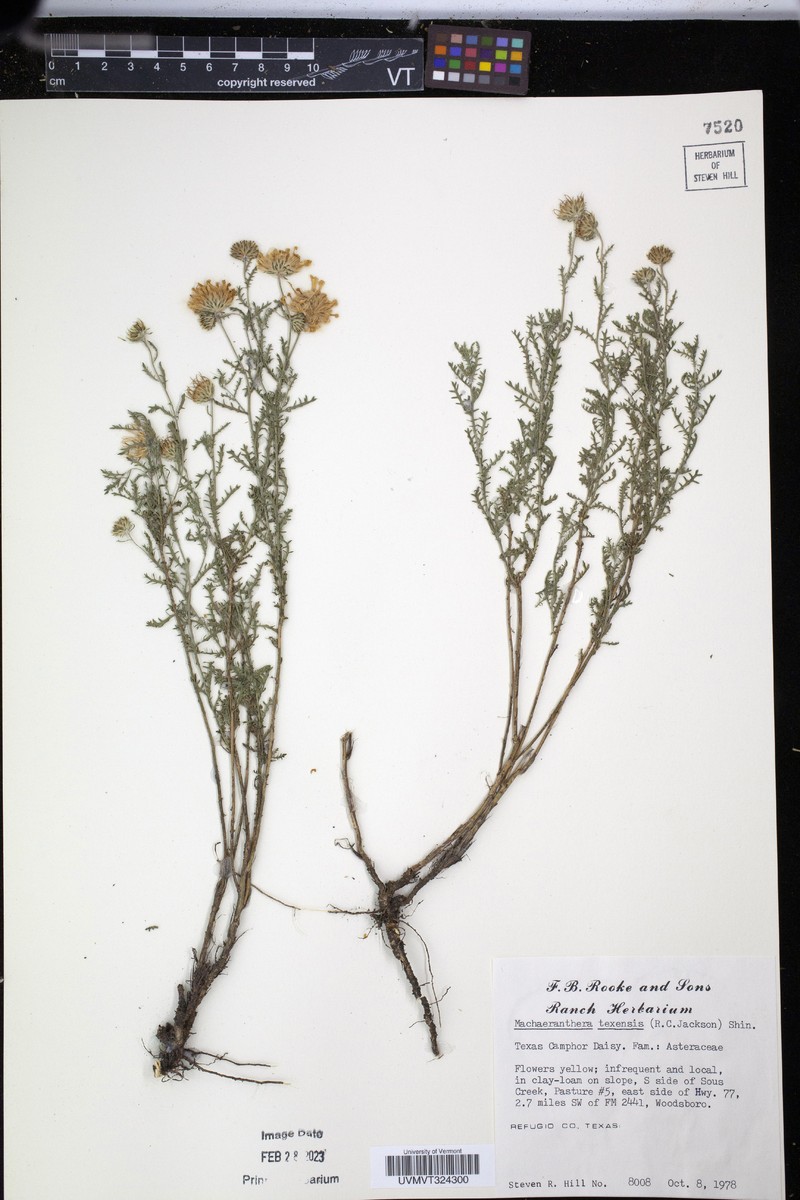 Xanthisma spinulosum var. austrotexanum