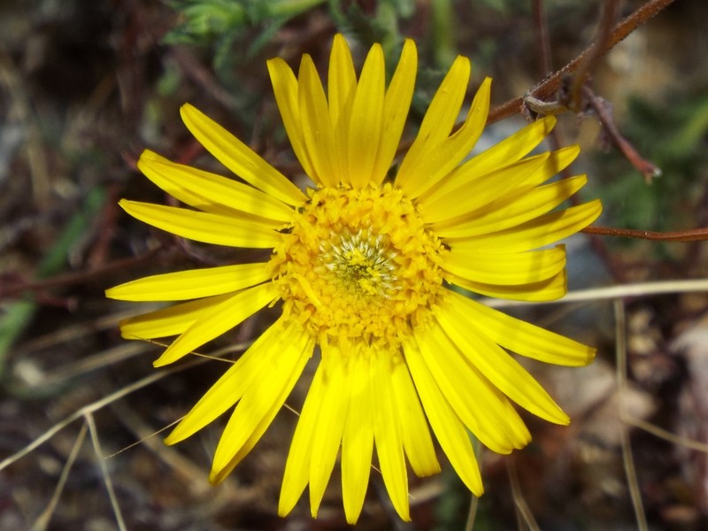 Xanthisma spinulosum var. chihuahuanum