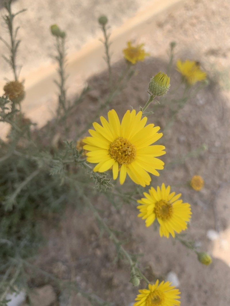 Xanthisma spinulosum var. chihuahuanum photo 2