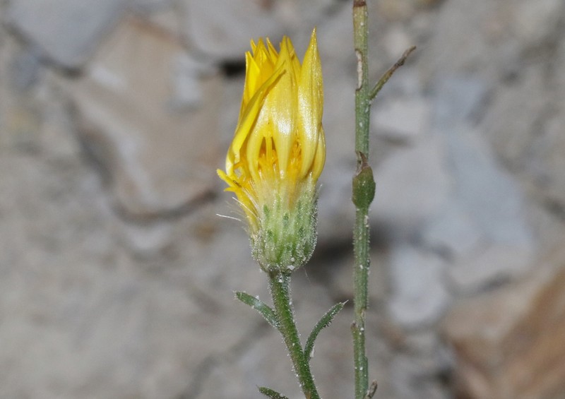 Xanthisma spinulosum var. chihuahuanum photo 3