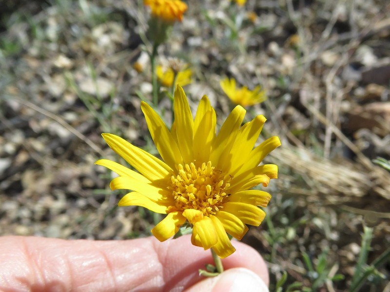 Xanthisma spinulosum var. chihuahuanum photo 4