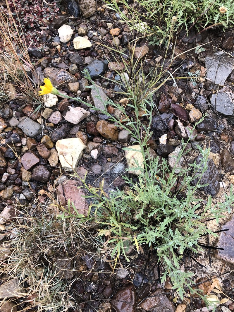 Xanthisma spinulosum var. chihuahuanum photo 5