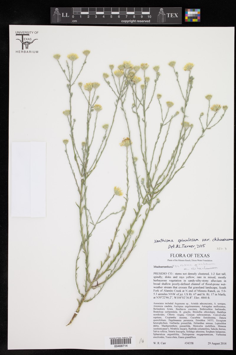 Xanthisma spinulosum var. chihuahuanum photo 6