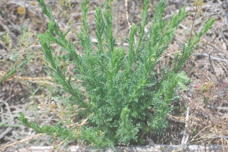 Xanthisma spinulosum var. glaberrimum