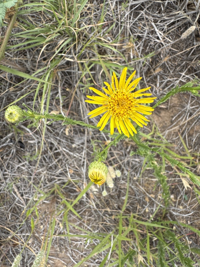 Xanthisma spinulosum var. glaberrimum photo 2
