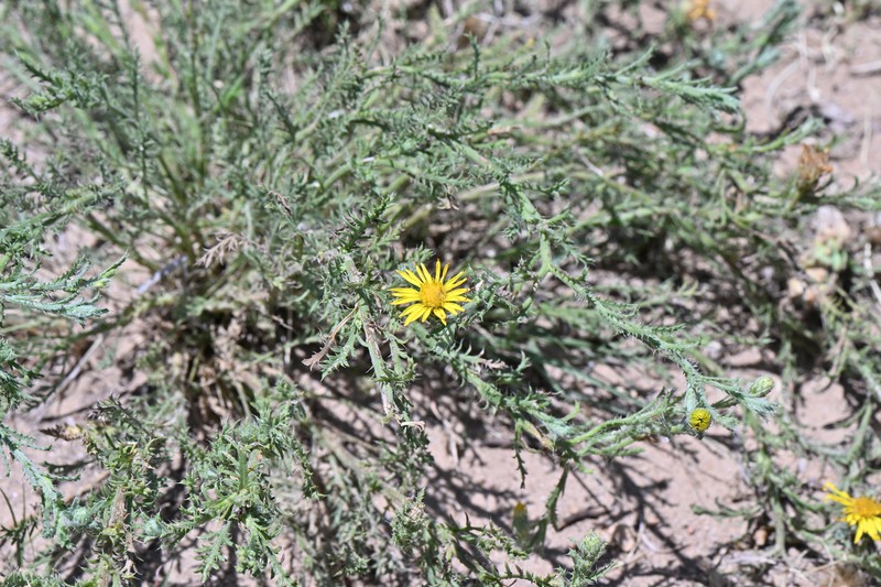 Xanthisma spinulosum var. glaberrimum photo 3