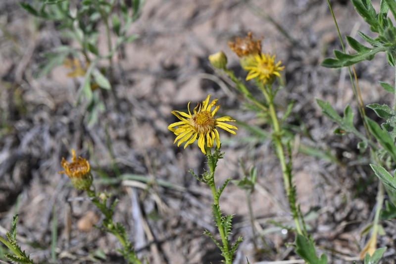Xanthisma spinulosum var. glaberrimum photo 4