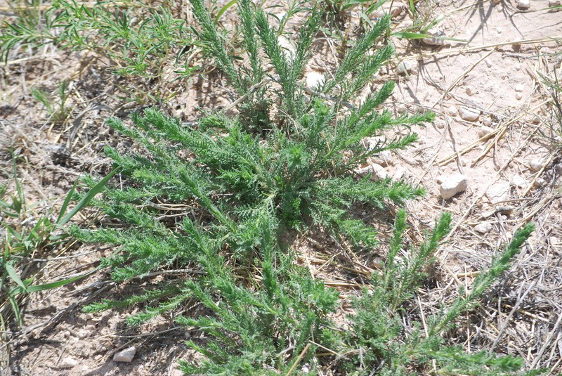 Xanthisma spinulosum var. glaberrimum photo 6