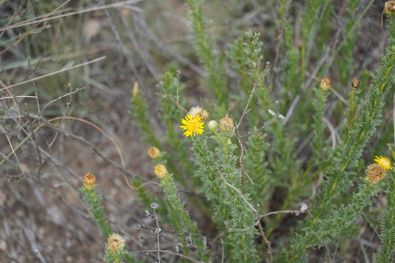 Xanthisma spinulosum var. glaberrimum photo 7