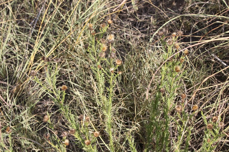 Xanthisma spinulosum var. glaberrimum photo 8