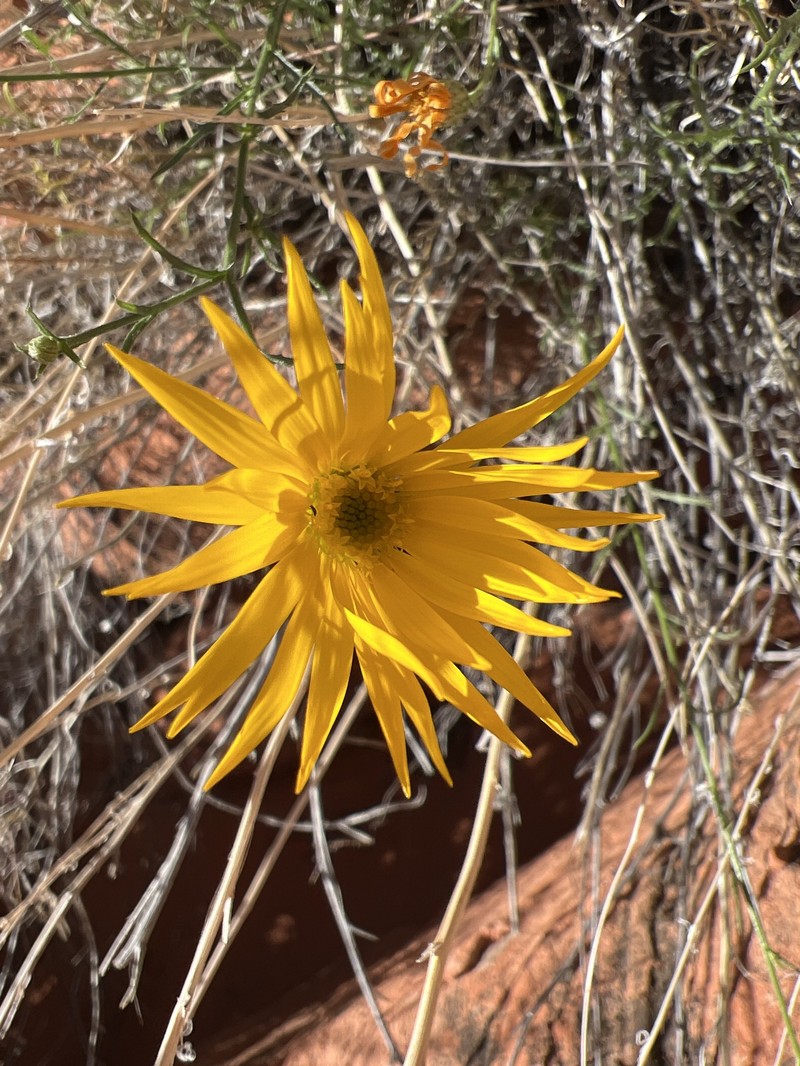 Xanthisma spinulosum var. gooddingii