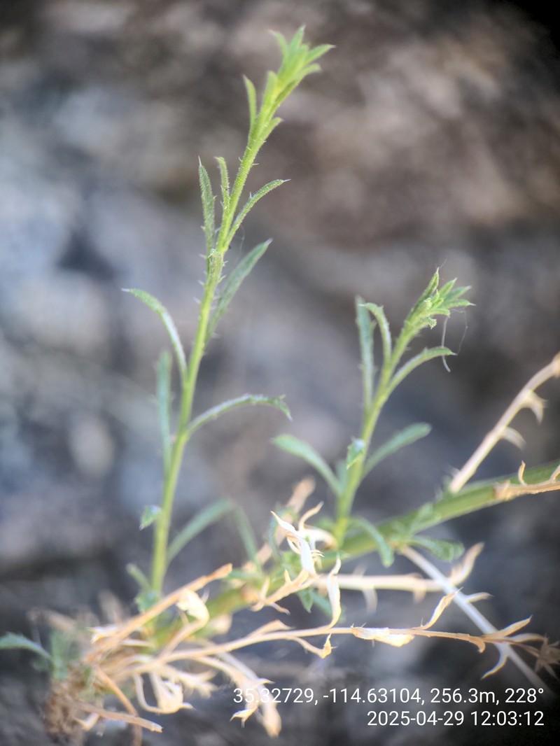 Xanthisma spinulosum var. gooddingii photo 2