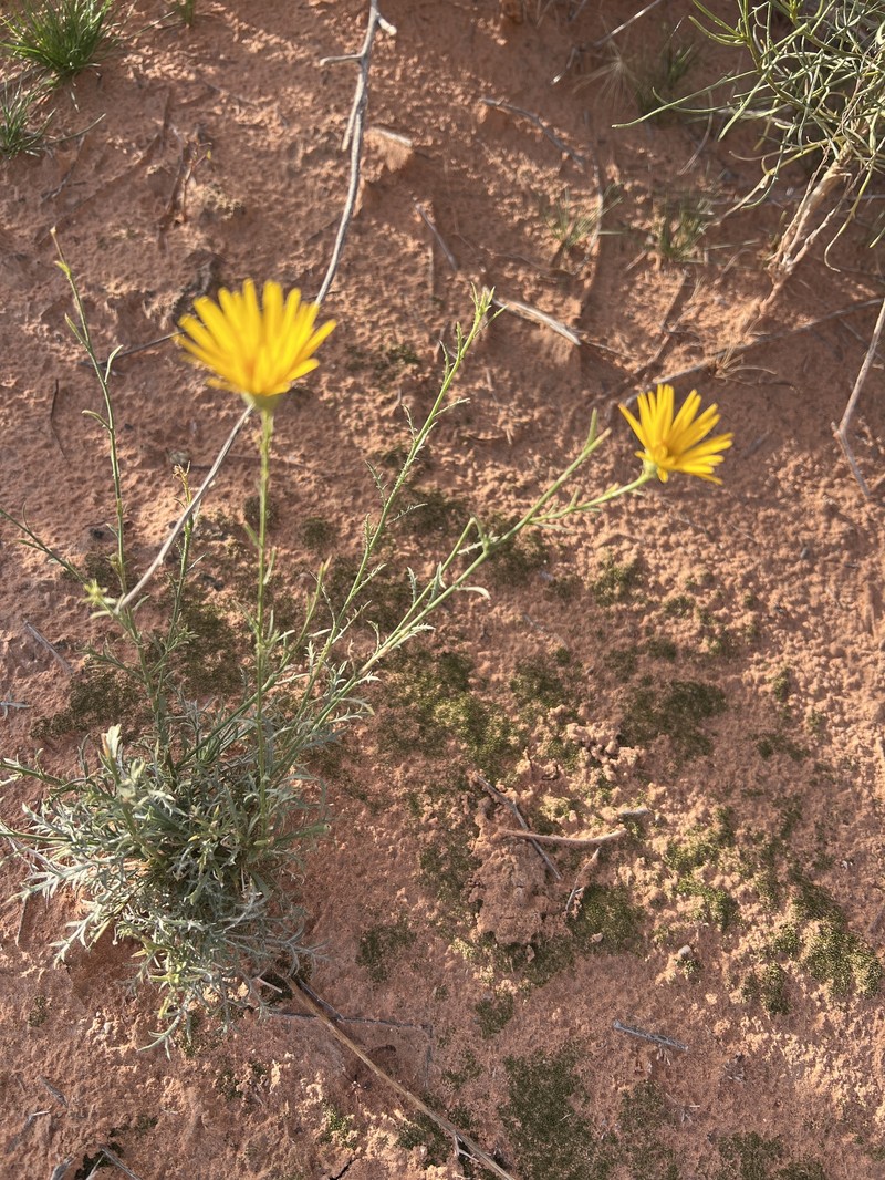 Xanthisma spinulosum var. gooddingii photo 3