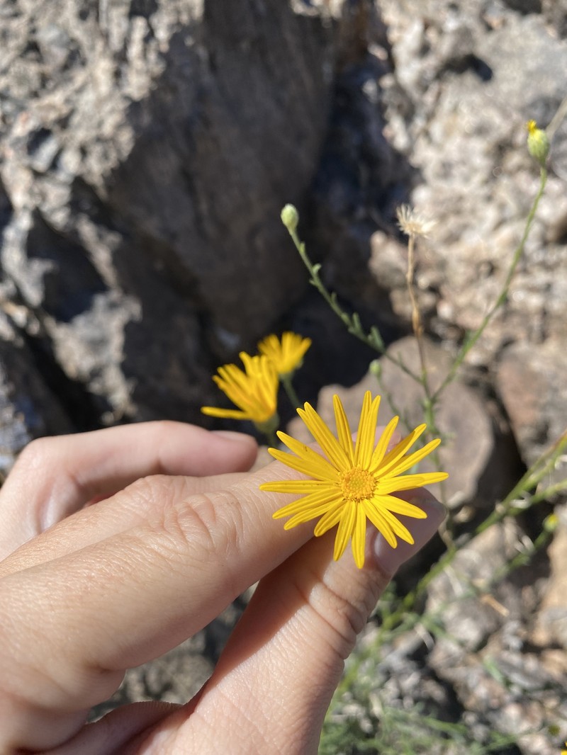 Xanthisma spinulosum var. gooddingii photo 4
