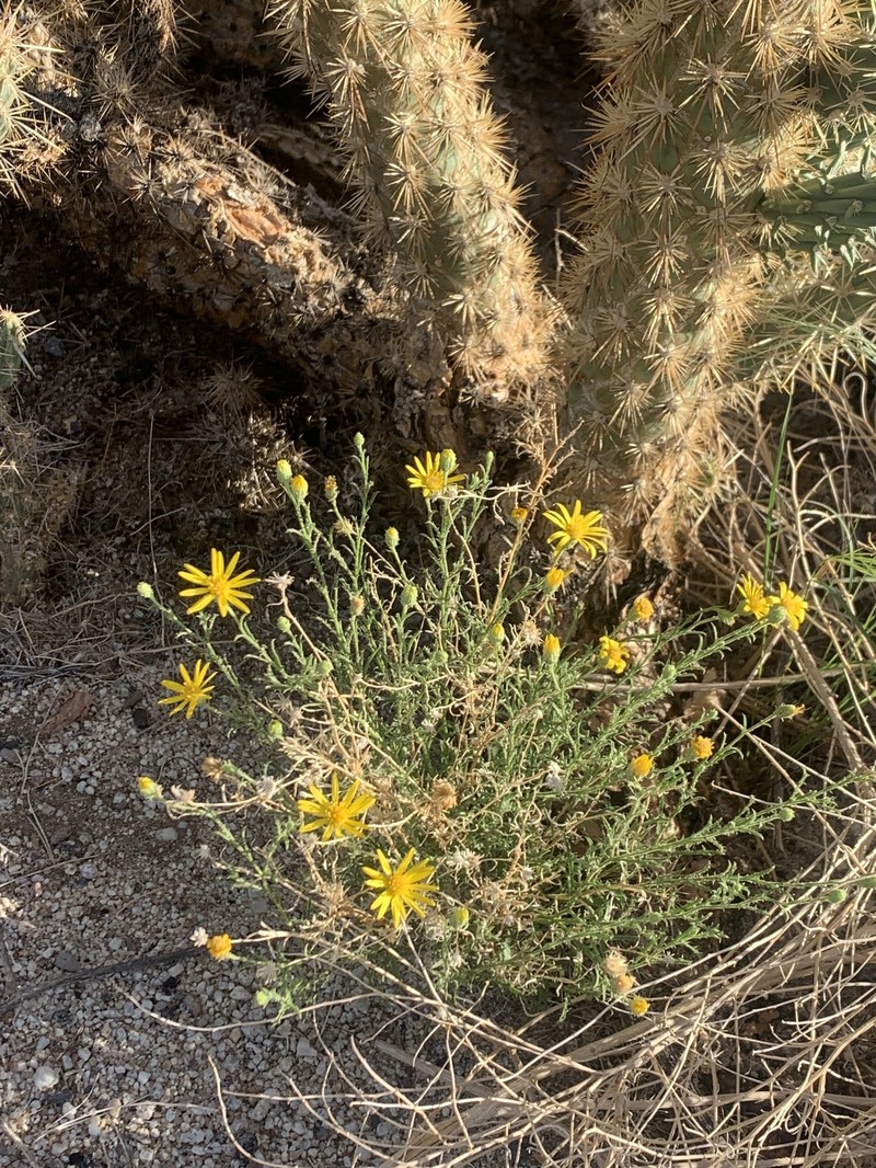 Xanthisma spinulosum var. gooddingii photo 6