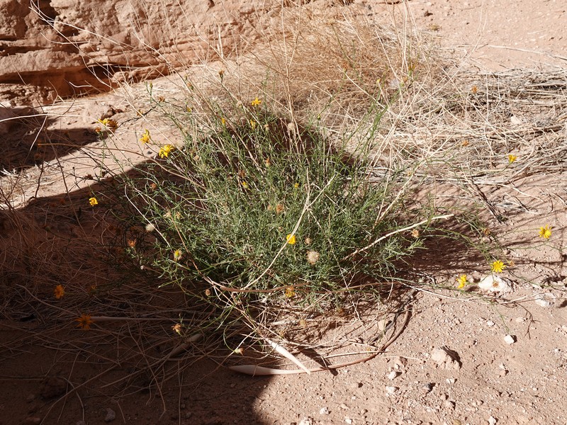 Xanthisma spinulosum var. gooddingii photo 7