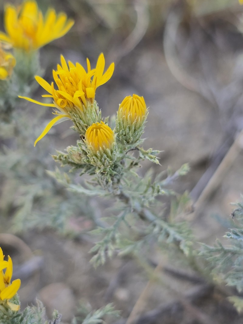 Lacy Tansyaster photo 5