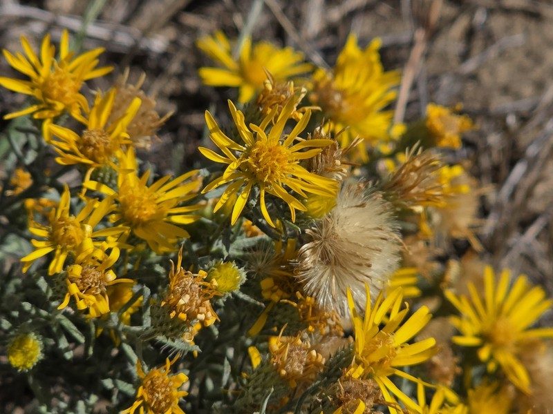 Lacy Tansyaster photo 6