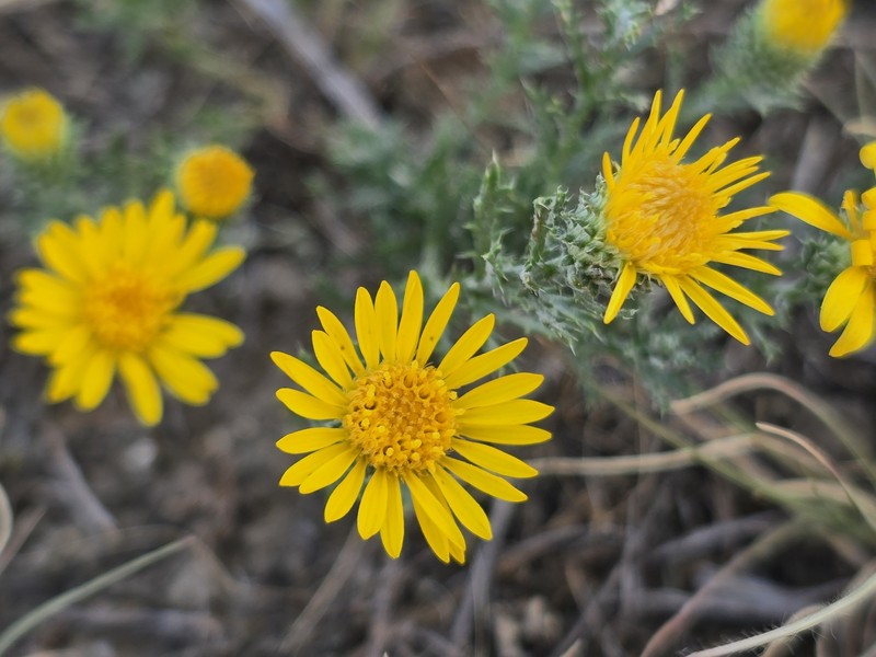 Lacy Tansyaster photo 7