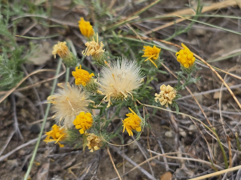 Lacy Tansyaster photo 8